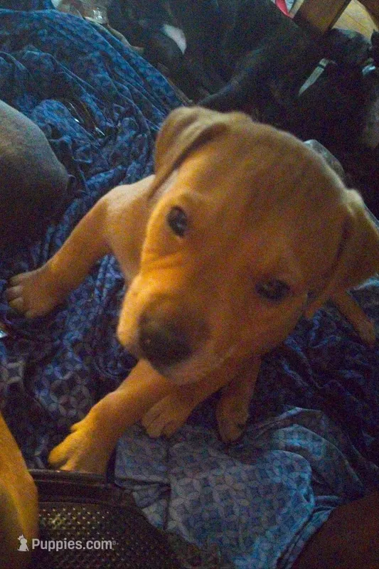 Lucky – Rottweiler, American Pit Bull Terrier puppy for sale in Charlotte, MI