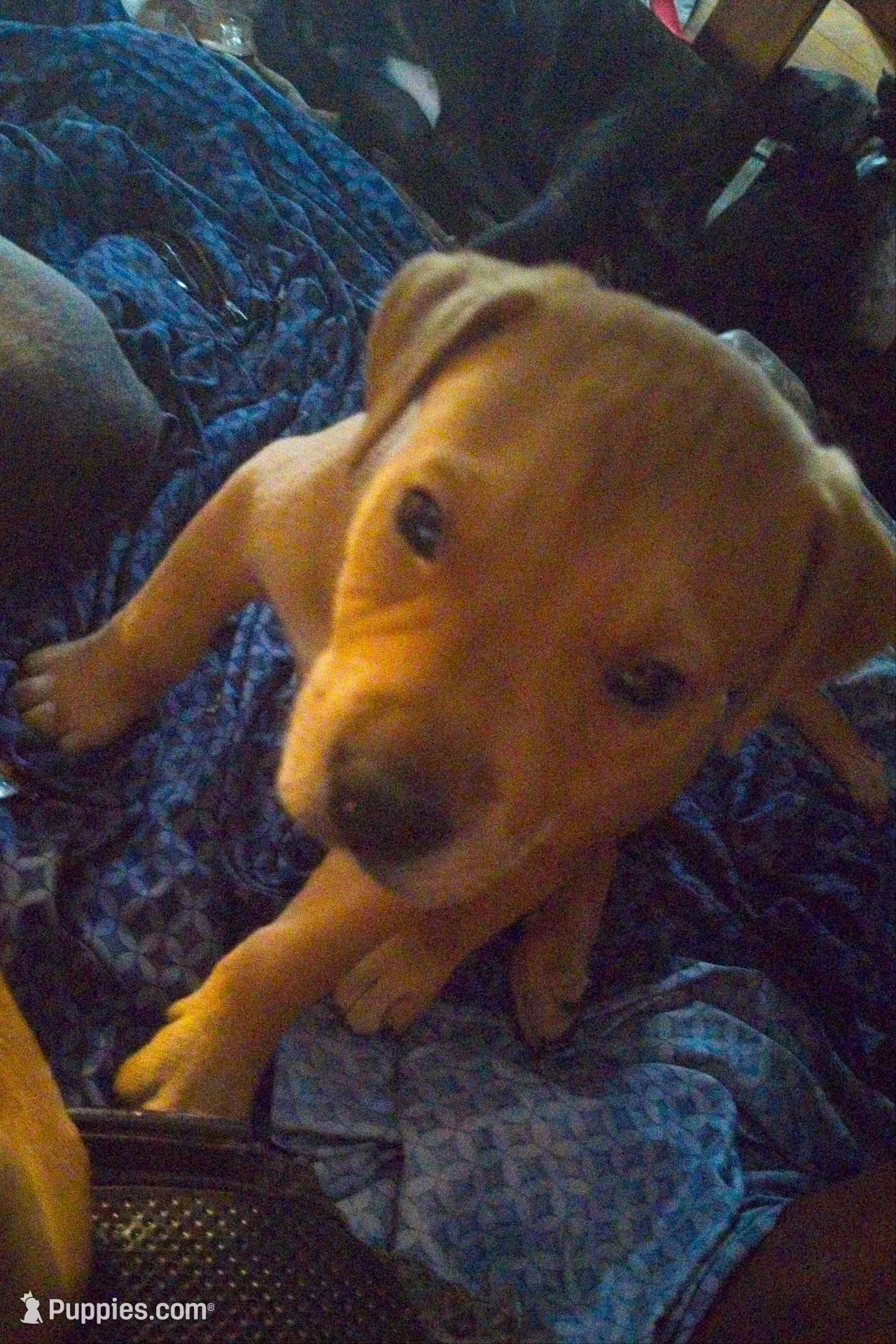 Lucky, a male Rottweiler and American Pit Bull Terrier for sale in Charlotte, MI – 1 of 4