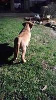 Lucky, a male Rottweiler and American Pit Bull Terrier for sale in Charlotte, MI – 2 of 4