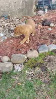 Lucky, a male Rottweiler and American Pit Bull Terrier for sale in Charlotte, MI – 3 of 4
