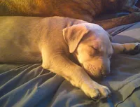 Squeeks, a male Rottweiler and American Pit Bull Terrier for sale in Charlotte, MI – 3 of 4