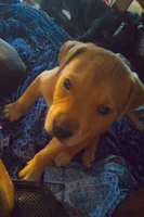 Squeeks, a male Rottweiler and American Pit Bull Terrier for sale in Charlotte, MI – 4 of 4