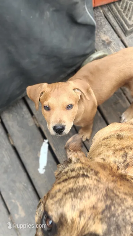Squeeks – Rottweiler, American Pit Bull Terrier puppy for sale in Charlotte, MI
