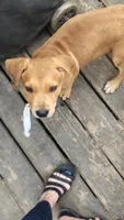 Squeeks, a male Rottweiler and American Pit Bull Terrier for sale in Charlotte, MI – 2 of 4