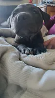 Bear, a male Rottweiler and American Pit Bull Terrier for sale in Charlotte, MI – 2 of 2