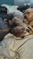 Stormy , a female Rottweiler and American Pit Bull Terrier for sale in Charlotte, MI – 2 of 6