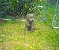 Stormy , a female Rottweiler and American Pit Bull Terrier for sale in Charlotte, MI – 6 of 6
