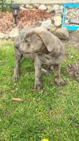 Stormy , a female Rottweiler and American Pit Bull Terrier for sale in Charlotte, MI – 5 of 6