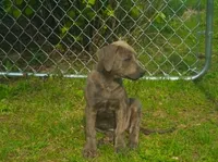 Stormy , a female Rottweiler and American Pit Bull Terrier for sale in Charlotte, MI – 3 of 6
