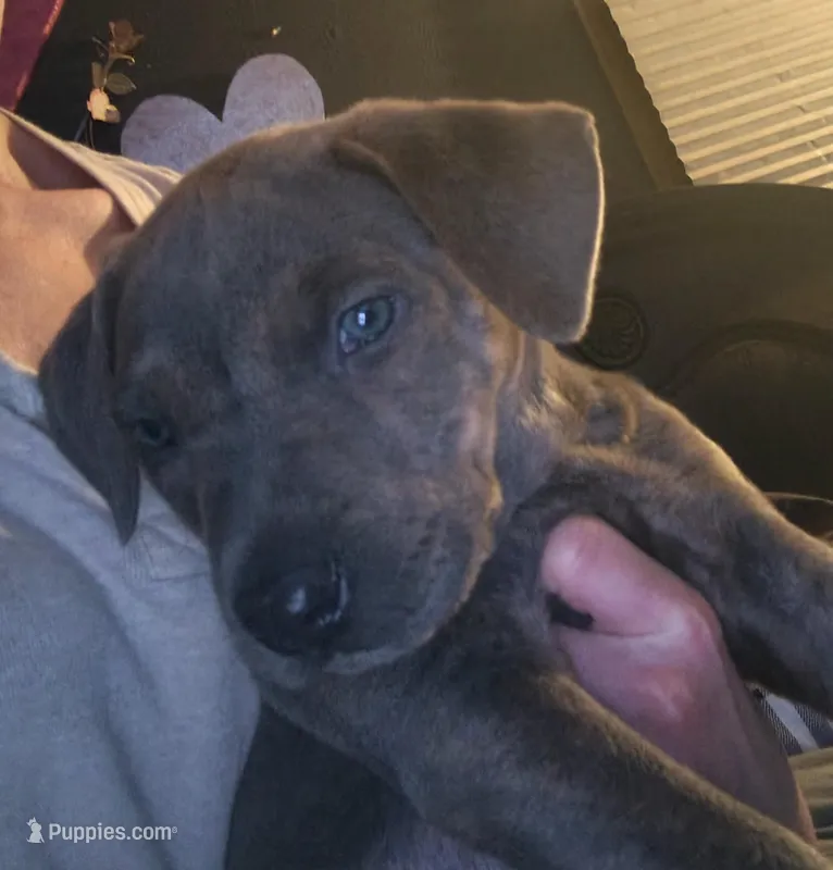 Stormy  – Rottweiler, American Pit Bull Terrier puppy for sale in Charlotte, MI