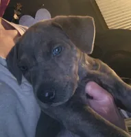 Stormy , a female Rottweiler and American Pit Bull Terrier for sale in Charlotte, MI – 1 of 6