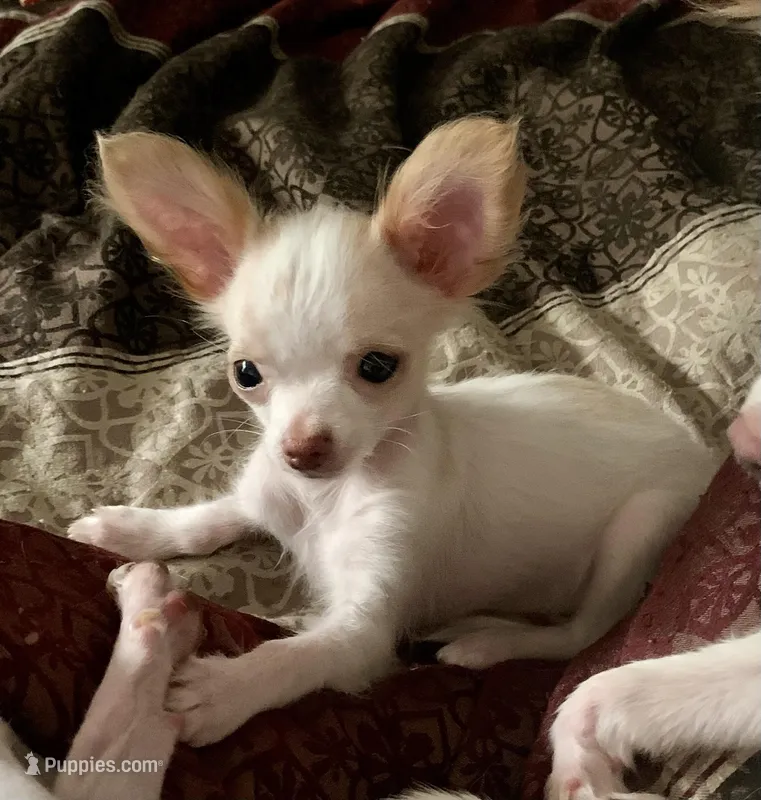 Oscar  – Chihuahua puppy for sale in The Villages, FL