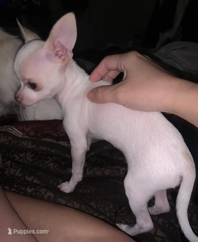 Sweetie  – Chihuahua puppy for sale in Ocala, FL