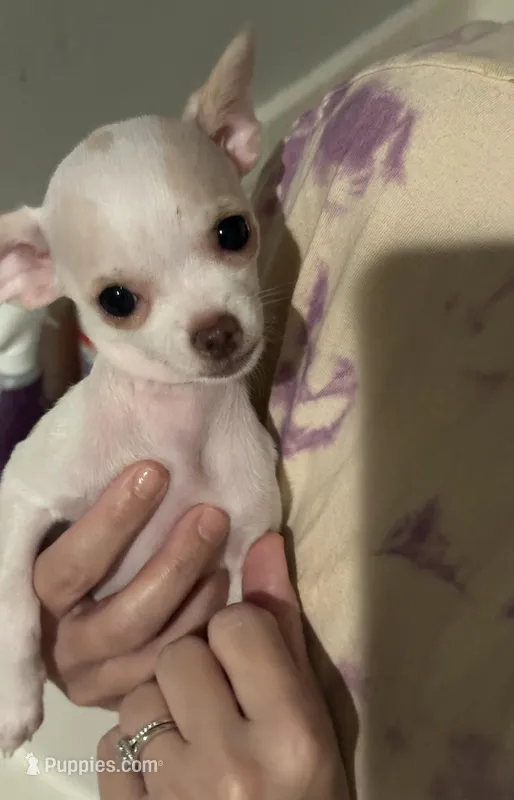 Sweetie  – Chihuahua puppy for sale in The Villages, FL