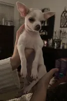 Snow , a female Chihuahua for sale in Ocala, FL – Photo 2 of 2