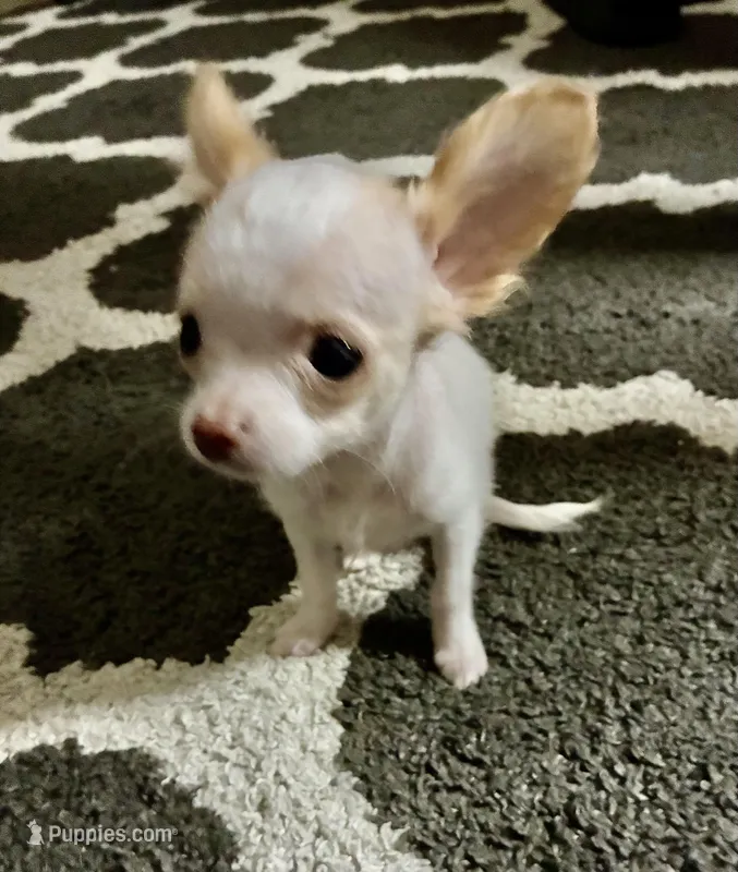 Marlo  – Chihuahua puppy for sale in Ocala, FL