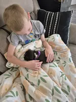 Purple collar female, a female American Staffordshire Terrier for sale in Manton, MI – 5 of 5