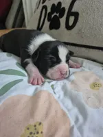 Black and while collar boy, a male American Staffordshire Terrier for sale in Manton, MI – 1 of 3