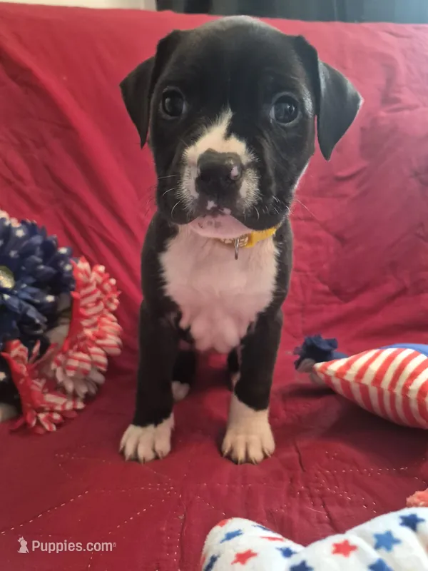 Female a in yellow color  – American Staffordshire Terrier puppy for sale in Manton, MI