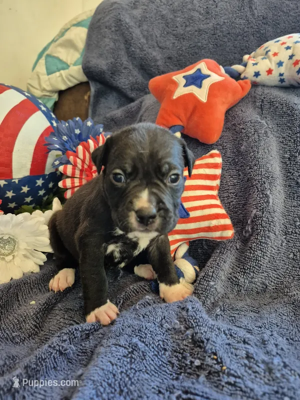 Female a in pink collor  – American Staffordshire Terrier puppy for sale in Manton, MI