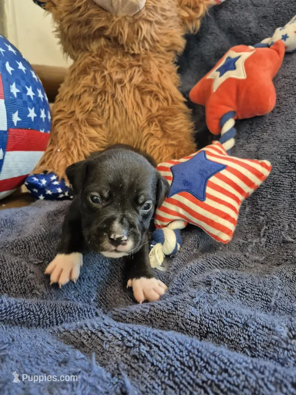 Dark blue collar boy – American Staffordshire Terrier puppy for sale in Manton, MI