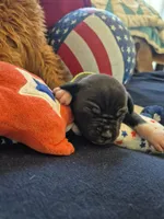 Female a in yellow color , a female American Staffordshire Terrier for sale in Manton, MI – 4 of 4