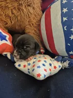 Light blue collar boy, a male American Staffordshire Terrier for sale in Manton, MI – 2 of 4