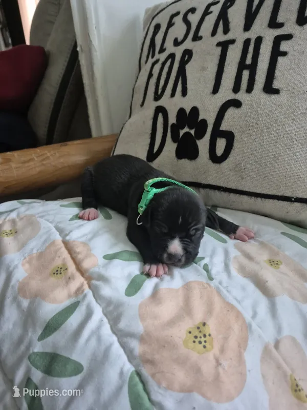 Green collar boy – American Staffordshire Terrier puppy for sale in Manton, MI