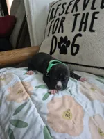 Green collar boy, a male American Staffordshire Terrier for sale in Manton, MI – 1 of 3