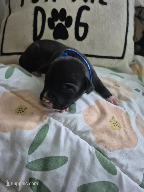 Dark blue collar boy – American Staffordshire Terrier puppy for sale in Manton, MI