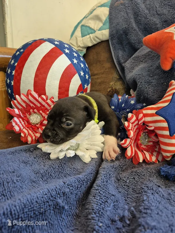 Lime green collar female  – American Staffordshire Terrier puppy for sale in Manton, MI