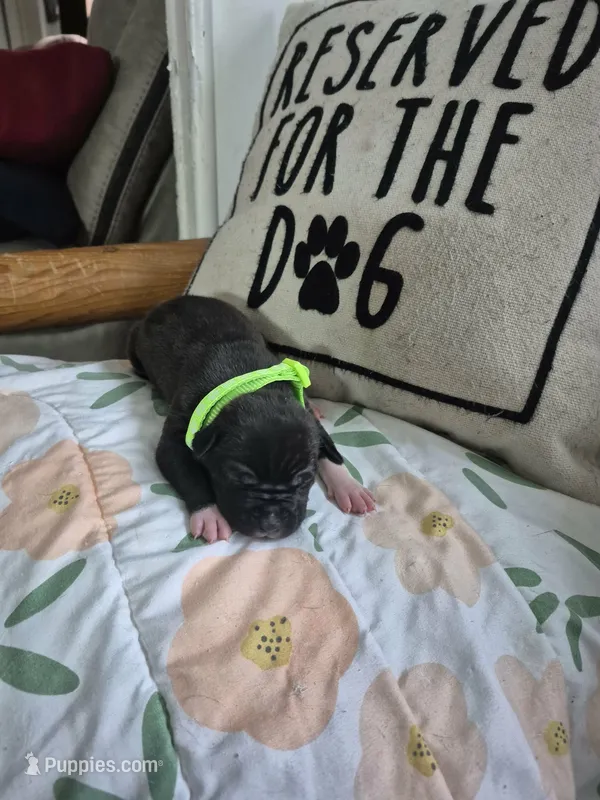 Lime green collar female  – American Staffordshire Terrier puppy for sale in Manton, MI