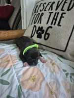 Lime green collar female , a female American Staffordshire Terrier for sale in Manton, MI – 1 of 1