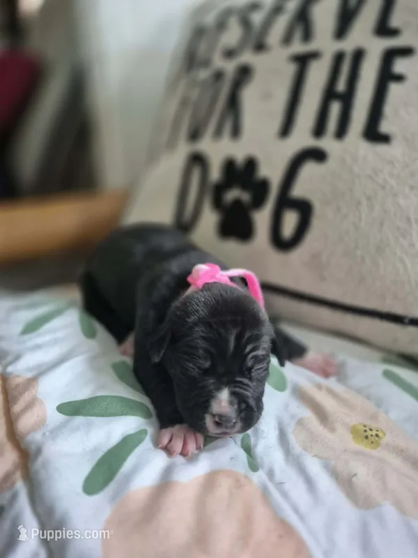 Female a in pink collor  – American Staffordshire Terrier puppy for sale in Manton, MI