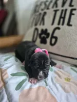 Female a in pink collor , a female American Staffordshire Terrier for sale in Manton, MI – 1 of 3