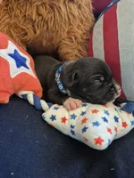 Dark blue collar boy, a male American Staffordshire Terrier for sale in Manton, MI – 2 of 4