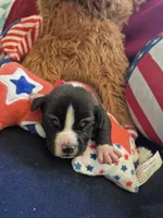 Red collar boy, a male American Staffordshire Terrier for sale in Manton, MI – 2 of 4