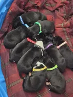Green collar boy, a male American Staffordshire Terrier for sale in Manton, MI – 3 of 3