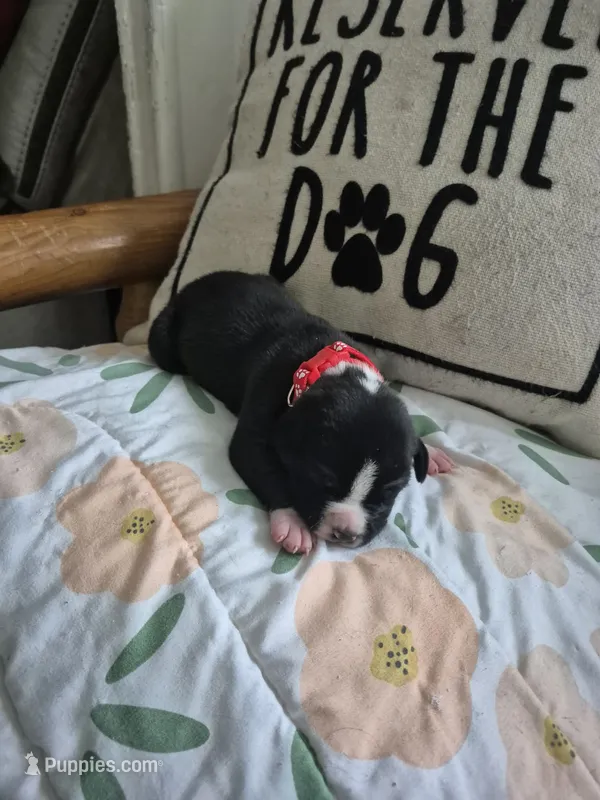 Red collar boy – American Staffordshire Terrier puppy for sale in Manton, MI