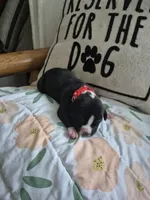 Red collar boy, a male American Staffordshire Terrier for sale in Manton, MI – 1 of 4