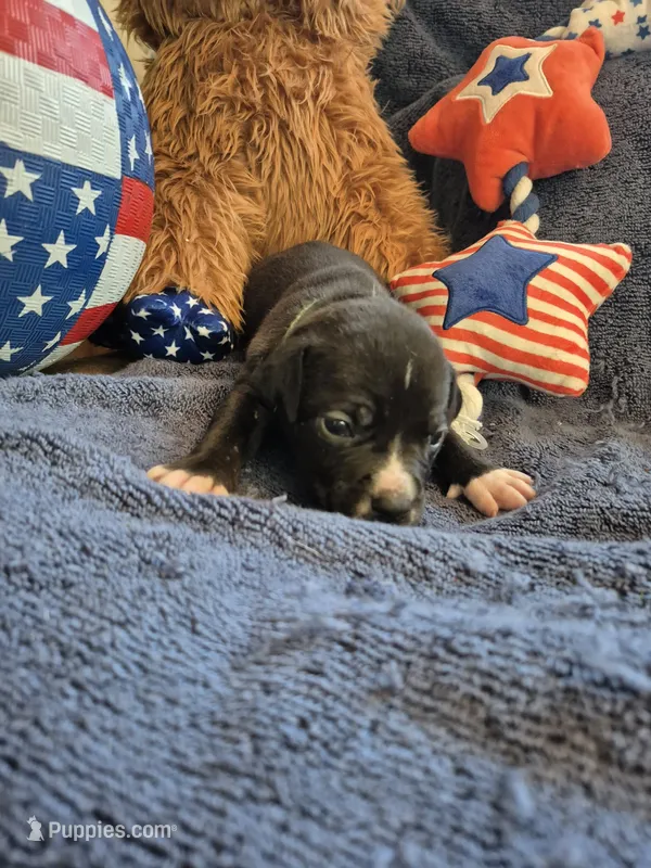 Green collar boy – American Staffordshire Terrier puppy for sale in Manton, MI