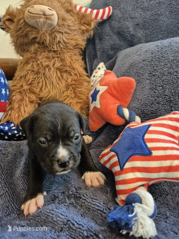Light blue collar boy – American Staffordshire Terrier puppy for sale in Manton, MI