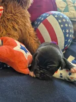 Purple collar female, a female American Staffordshire Terrier for sale in Manton, MI – 3 of 5