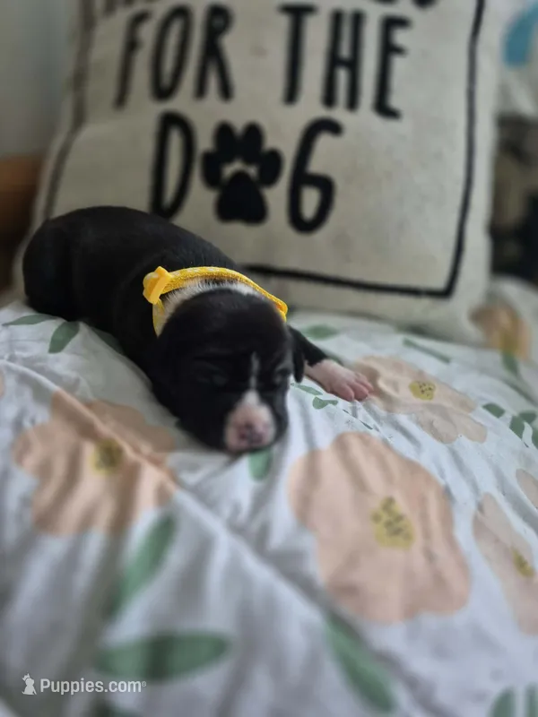 Female a in yellow color  – American Staffordshire Terrier puppy for sale in Manton, MI