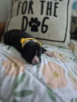 Female a in yellow color , a female American Staffordshire Terrier for sale in Manton, MI – 1 of 4