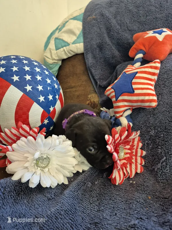 Purple collar female – American Staffordshire Terrier puppy for sale in Manton, MI