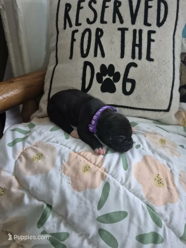 Purple collar female – American Staffordshire Terrier puppy for sale in Manton, MI