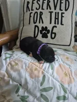 Purple collar female, a female American Staffordshire Terrier for sale in Manton, MI – 1 of 5