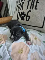Light blue collar boy, a male American Staffordshire Terrier for sale in Manton, MI – 1 of 4