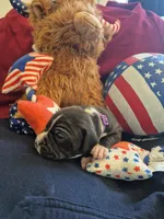 Purple collar female, a female American Staffordshire Terrier for sale in Manton, MI – 4 of 5